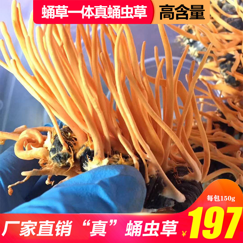 真蛹虫草带蛹体北冬虫夏草特级孢子头250g金虫草花干货煲汤泡酒