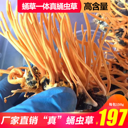 真蛹虫草带蛹体北冬虫夏草特级孢子头250g金虫草花干货煲汤泡酒