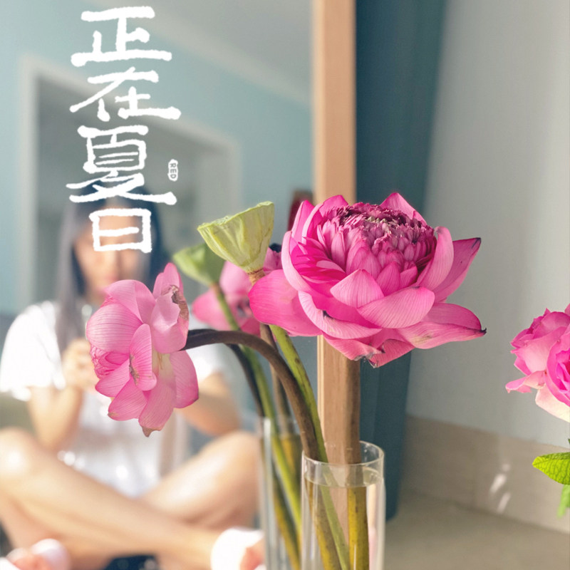 鲜花荷花睡莲花束云南昆明新鲜直供佛鲜切花花瓶插花水养速递