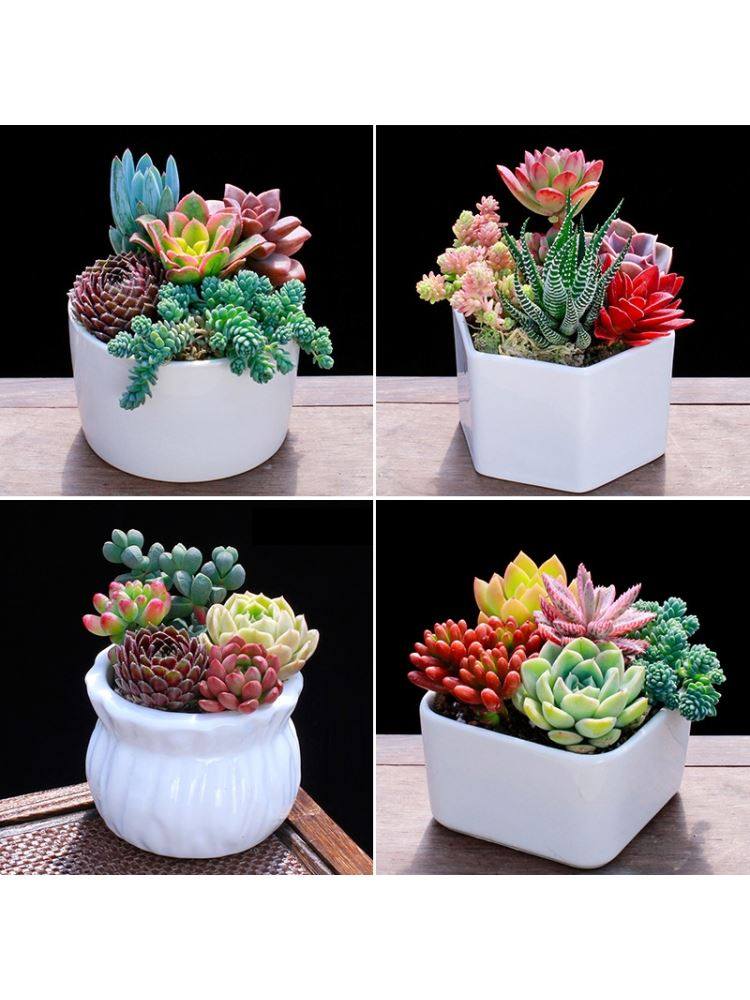 幼儿园绿植小盆栽小型室内适合家养的植物花花草草多肉含盆办公桌