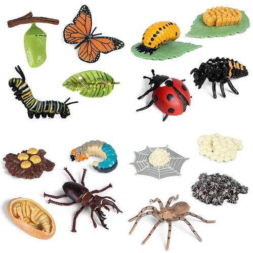 Animal Life Cycle Children Toys Simulation Plant Model Monte