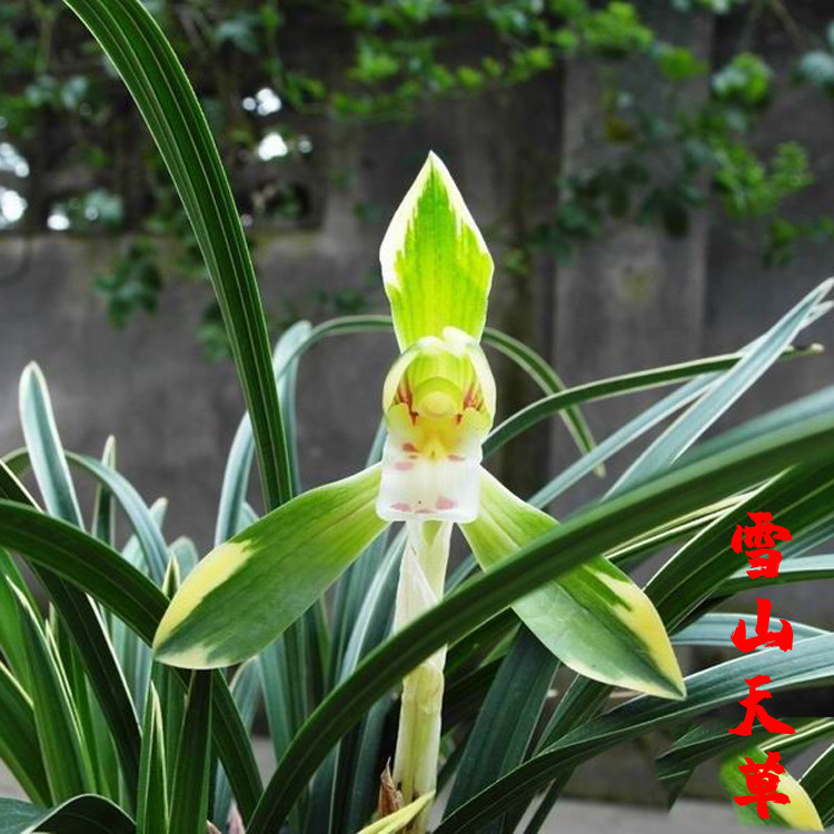 兰花苗春兰雪山天草浓香型花卉办公室内绿植盆栽易开花易养活银边在类目 鲜花速递/花卉仿真/绿植园艺, 花卉/绿植盆栽（新）, 花卉中 - 来自Buy2taobao.com提供专业的淘宝代购服务