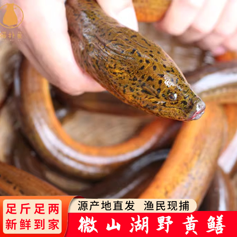 微山湖新鲜野黄鳝鲜活活鳝原生态活体鳝鱼活鱼现杀新鲜到家
