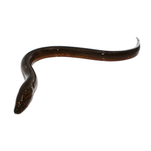 微山湖新鲜野黄鳝鲜活活鳝原生态活体鳝鱼活鱼现杀新鲜到家