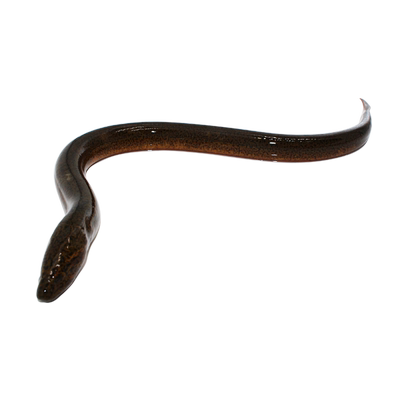 微山湖新鲜野黄鳝现杀活体鳝鱼