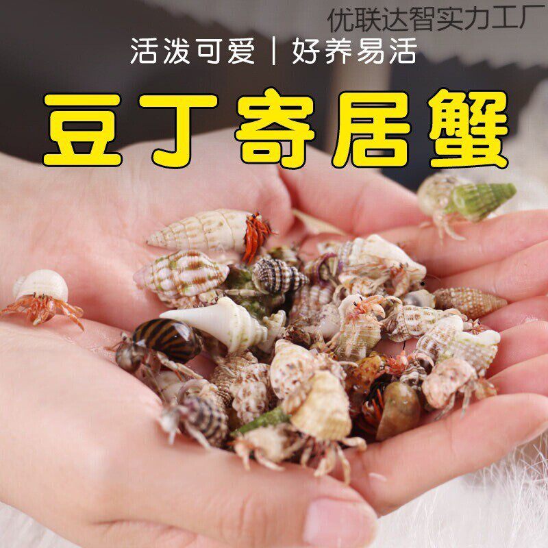 寄居蟹新手套餐饲养箱盒~饲养用品 相守蟹套装桌面宠物儿童H737
