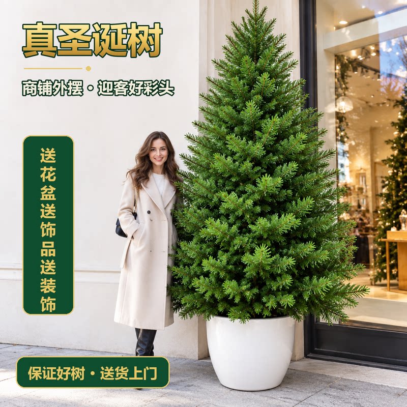 商用大型真圣诞树鲜切云杉 商铺圣诞树