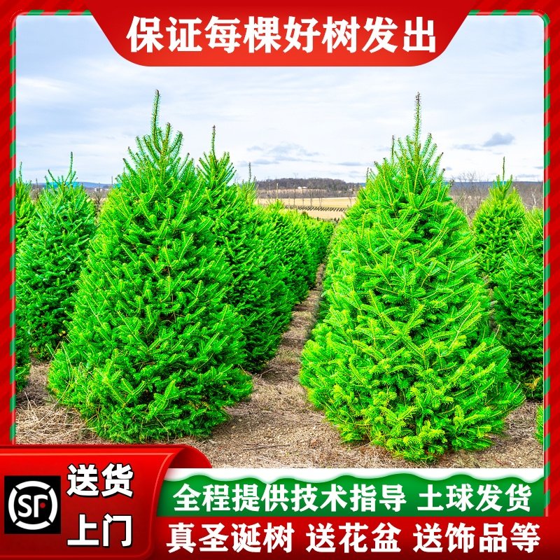 真的圣诞树真树活云杉2025新款圣诞节装饰家用盆栽真正松树诺贝松