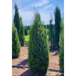 柏树苗塔柏松柏扁柏侧柏苗圆柏龙柏苗宝塔松蜀桧松树枝叶带土绿化