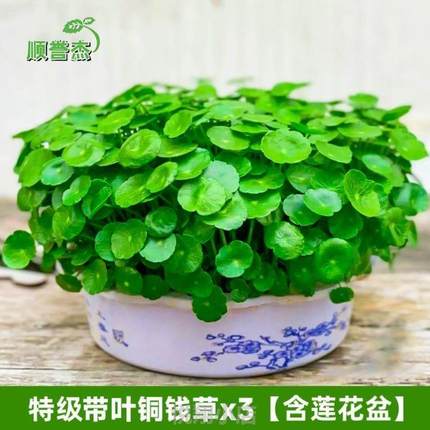 花卉绿植创意&水养简约金钱草盆景水培草摆件铜钱号金钱草大