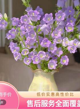 风铃花花苗云南昆明斗南花苗