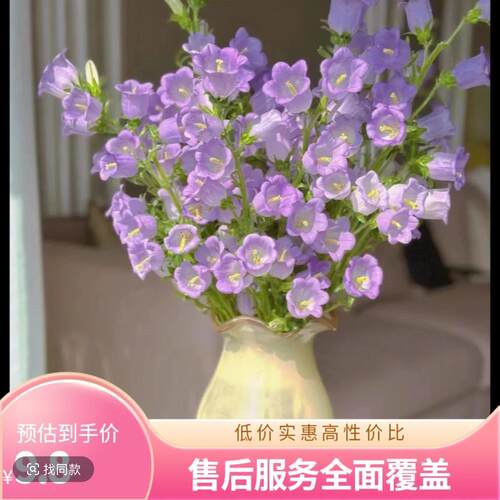 风铃花花苗云南昆明斗南花苗