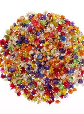 200pc Real Dried Flowers For  Art Craft Epoxy Resin Candl