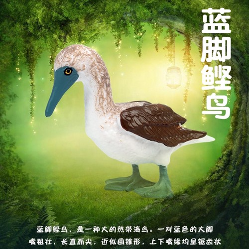 蓝脚鲣鸟：是一种大型的热带海鸟