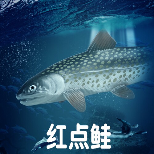 林畅模玩红点鲑模型仿真海洋动物