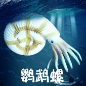 林畅模玩大鹦鹉螺菊石儿童玩具仿真动物模型史前时代海洋生物远古