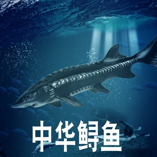 林畅模玩中华鲟模型仿真海洋动物