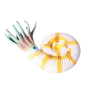 林畅模玩大鹦鹉螺菊石儿童玩具仿真动物模型史前时代海洋生物远古