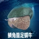 林畅模玩深海生物鳞角腹足蜗牛模型儿童史前海洋仿真远古动物玩具