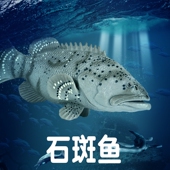 林畅模玩海洋生物石斑鱼模型儿童玩具实心仿真海底鲙鱼深海动物
