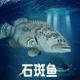 林畅模玩海洋生物石斑鱼模型儿童玩具实心仿真海底鲙鱼深海动物