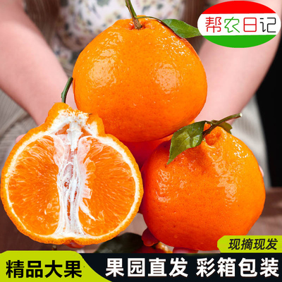 帮农日记当季新鲜水果丑八怪柑橘