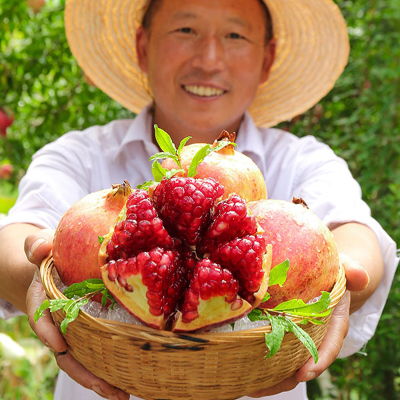 四川会理突尼斯软籽石榴大果4-6枚装