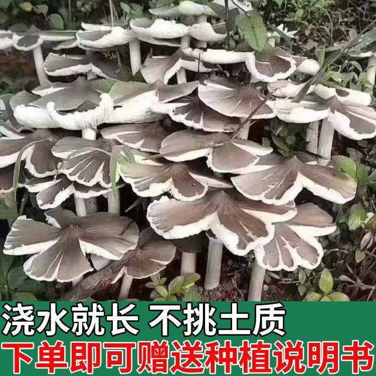 喷水就活,送种子说说明书