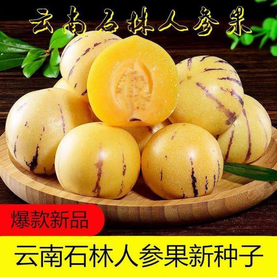 云南石林人参果种子四季播种农家盆栽庭院种植菜园人心果蔬菜种子
