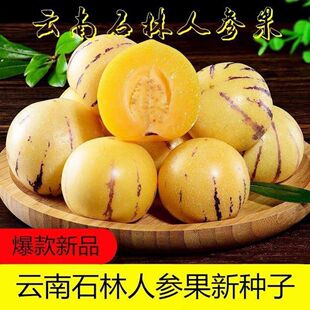 云南石林人参果种子四季播种农家盆栽庭院种植菜园人心果蔬菜种子