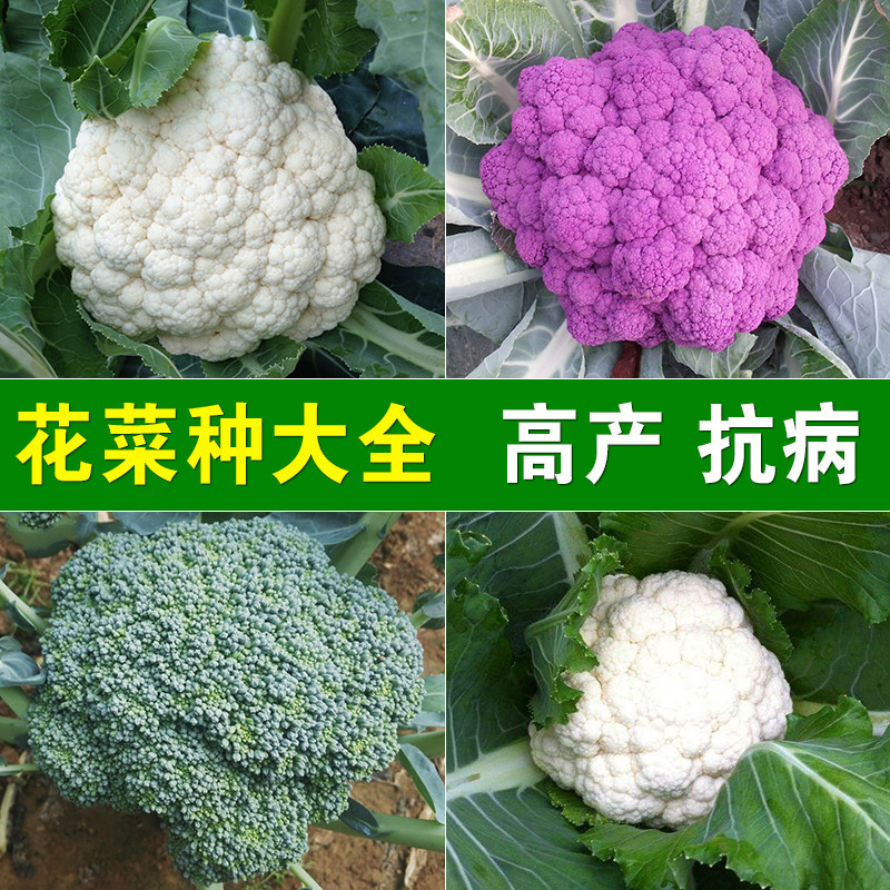 【花菜种子】松花菜种子白花菜西兰花种子青梗花椰菜高产有机花菜