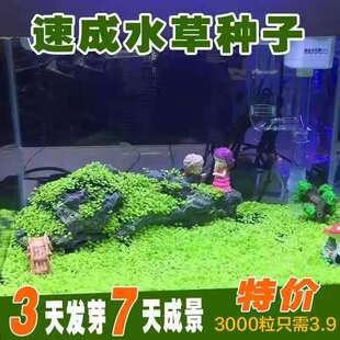 水草种子迷你对叶草鱼缸前景草速成草坪种子水族箱造景牛毛草种子