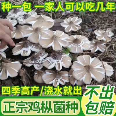 反复出菇，四季种子，喷水就活