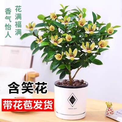 含笑花盆栽带花苞老桩玉兰香蕉花树苗阳台庭院浓香型四季花卉盆景