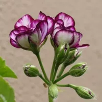 Butterfly Love K5 Пакет живет, без кастрюли