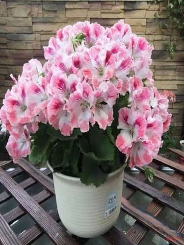 Цветок герани -цветок Miao Yang Hyramid Mosquito Dorposing травяной горшок с горшками четыре сезона цветущий двор балкон цветочные зеленые растения тяжелые цветы