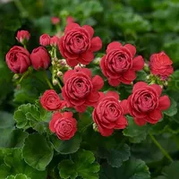 Пакет Serb Series P7 живет, нет горшки