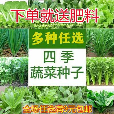 四季蔬菜种子青菜香菜