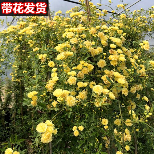黄刺蔷薇价格 黄刺蔷薇图片 星期三