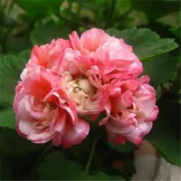 Пакет Orb Series P5 живет, без горшков без кастрюли