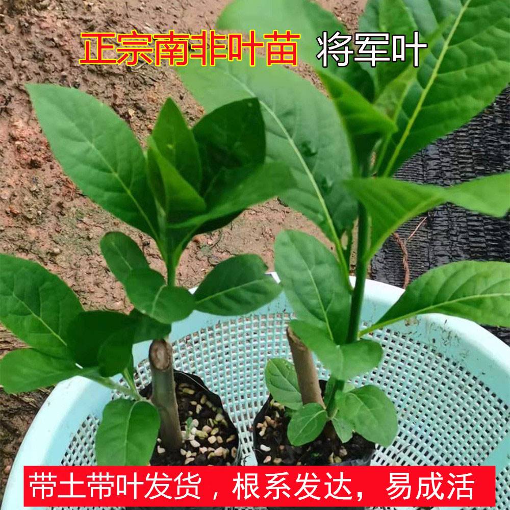 正宗南非叶苗种树苗将军叶新鲜干叶茶室内外庭院阳台绿植花卉盆栽 节庆用品/礼品 笔筒 原图主图