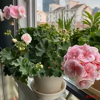 Классический пакет A2 живет, нет горшка, содержащих горшки