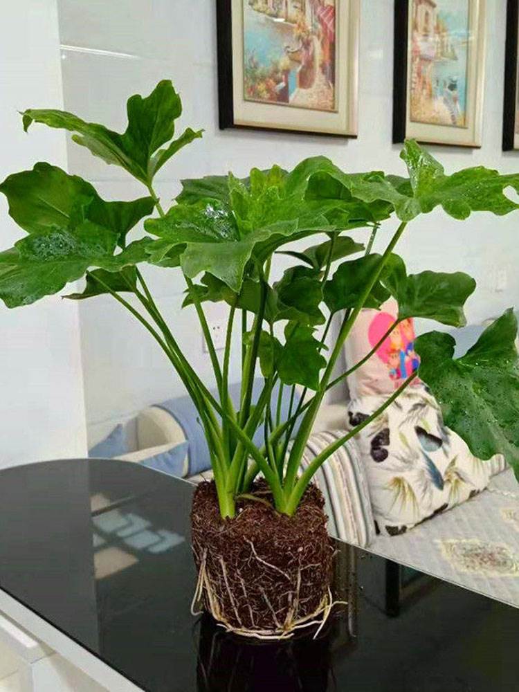 大叶春羽盆栽水培春雨室内吸甲醛净化空气四季常青阳台好养活绿植