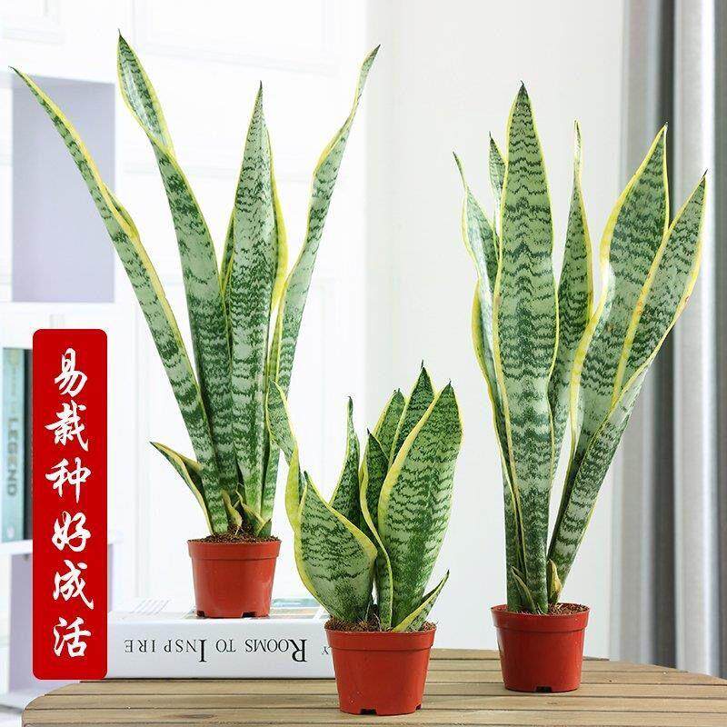 【室内盆栽】金边虎皮兰盆栽新房盆栽虎皮兰金边虎尾兰四季好养