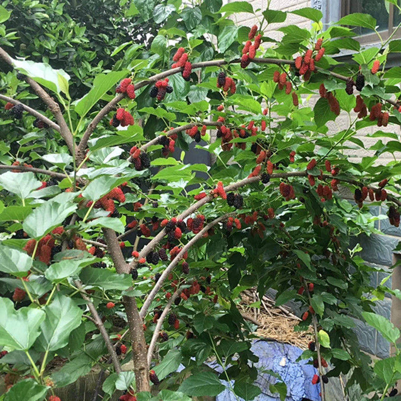 特价试种桑葚树苗桑树小苗桑椹苗树无籽十大桑四季台湾长果桑果树