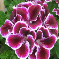 Butterfly Love K1 Пакет живет, без кастрюли