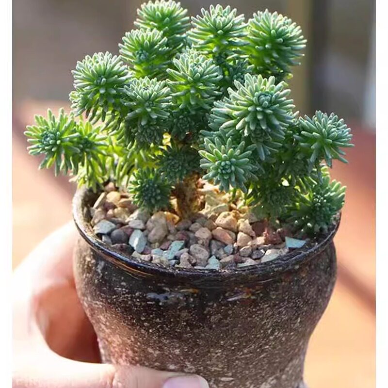 球松多肉植物室内好养帝玉多肉植物绿植盆栽好养室内多肉植物老桩