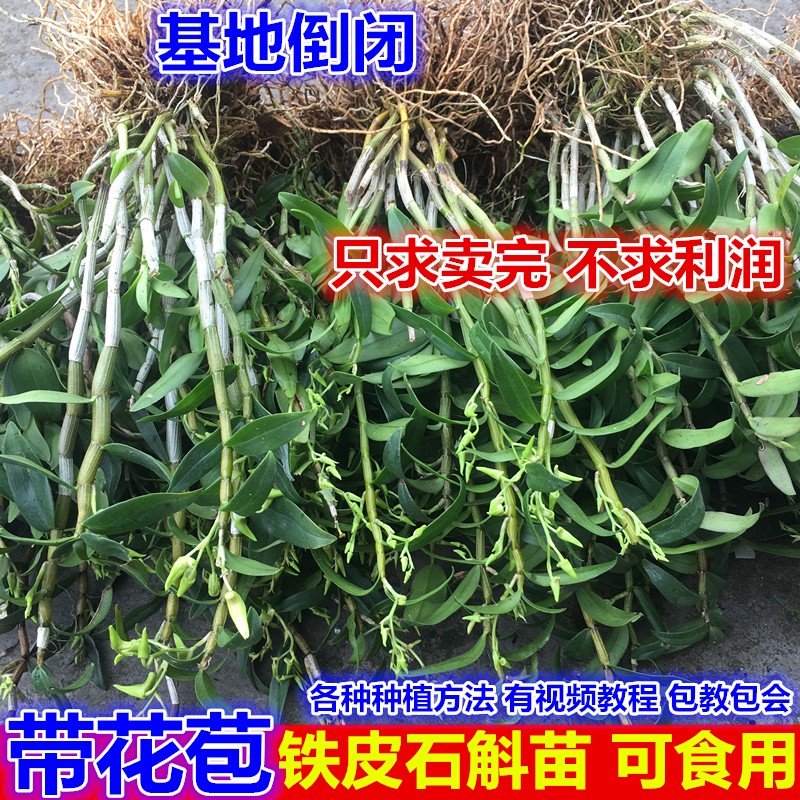 绿植驯化种苗石斛植物铁皮