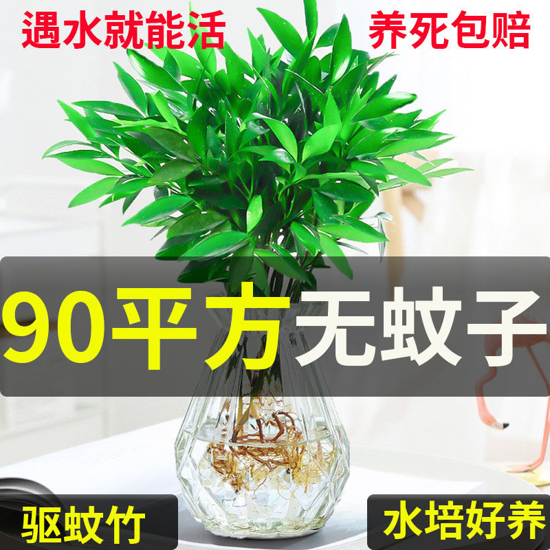 水培驱蚊竹柏驱蚊植物盆栽绿植室内花卉客厅防蚊植物水培花卉水养