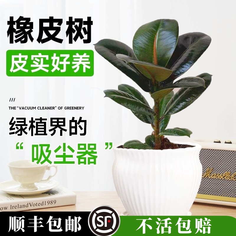 黑金刚橡皮树盆栽植物室内